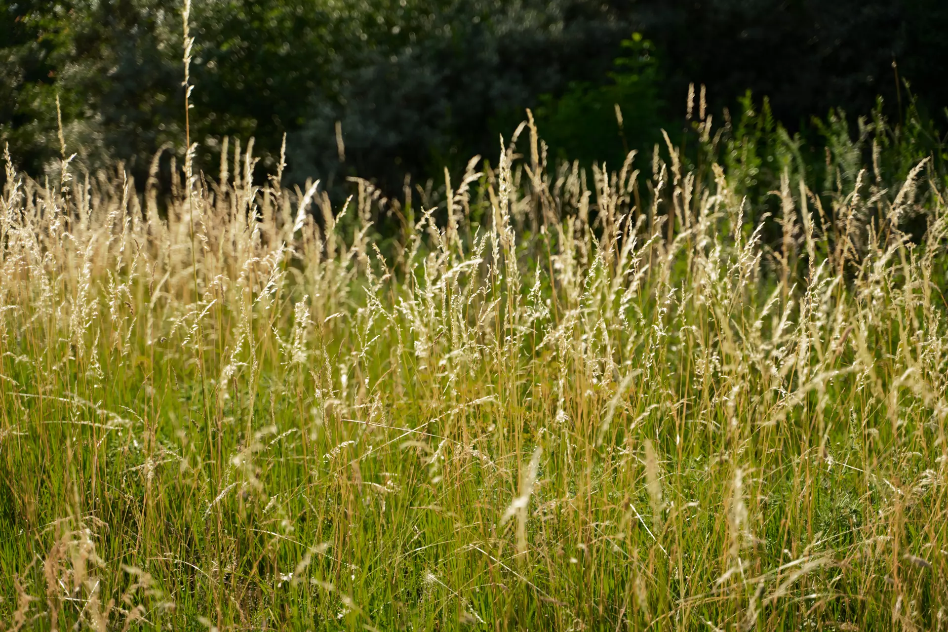 Hohe Gräser wehen im leichten Wind vor einem Waldstück