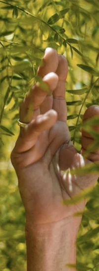 Eine Hand greift in die grünen Blätter eines Baumes